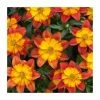 Bidens 'Blazing Fire'| Bedding | Pack Of 5 Large Plug Plants