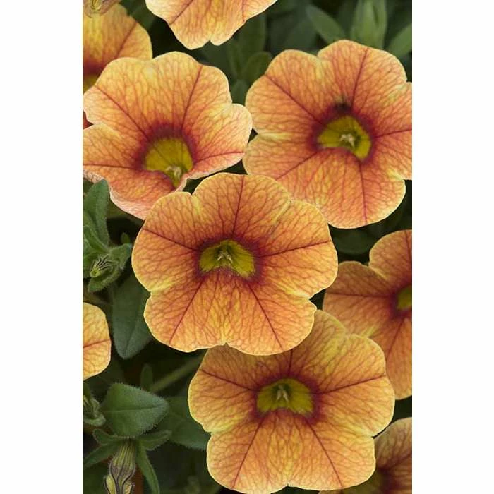 Calibrachoa Can-Can® 'Sunrise Improved' | Bedding | 5 x Large Plugs - Image 3