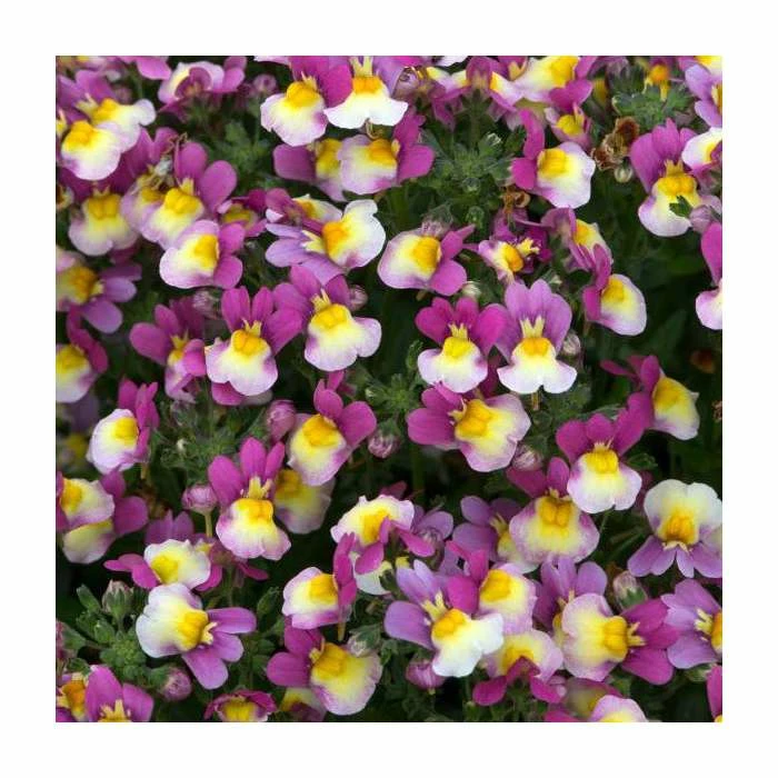 Nemesia Sundae 'Forest Fruits' | Bedding | 5 x Large Plugs