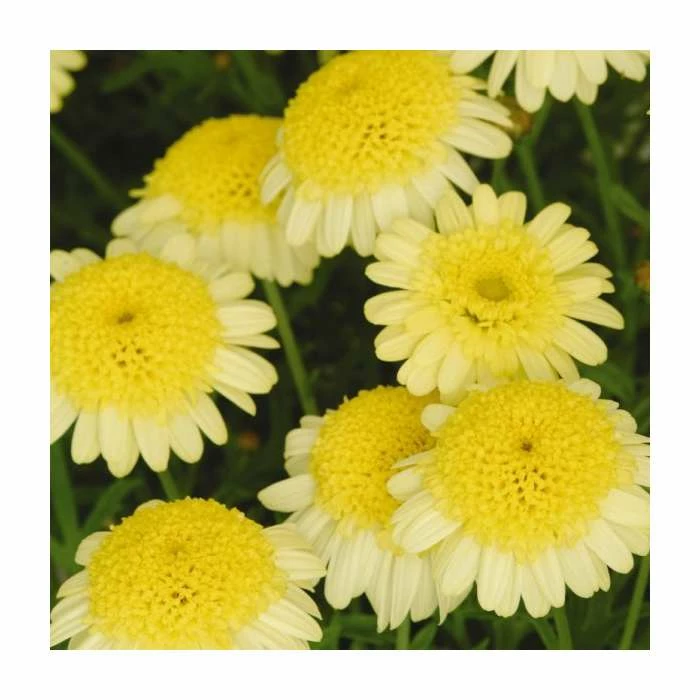 Argyranthemum 'Maderiaâ„¢ Crested Yellow' | Pack of 5 Plug Plants