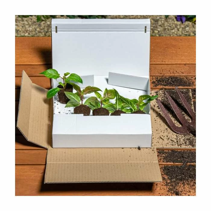 Bidens 'Golden Eye' | Pack of 5 Plug Plants - Image 2