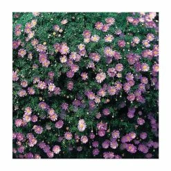 Brachyscome 'Royal Blue' | Pack of 5 Plug Plants