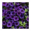 Calibrachoa 'Cabaret Deep Blue' | Pack of 5 Plug Plants