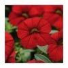 Calibrachoa 'Cabaret Red' | Bedding | Pack Of 5 Large Plug Plants