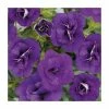 Calibrachoa 'Can-Can Double Blue' | Pack of 5 Plug Plants