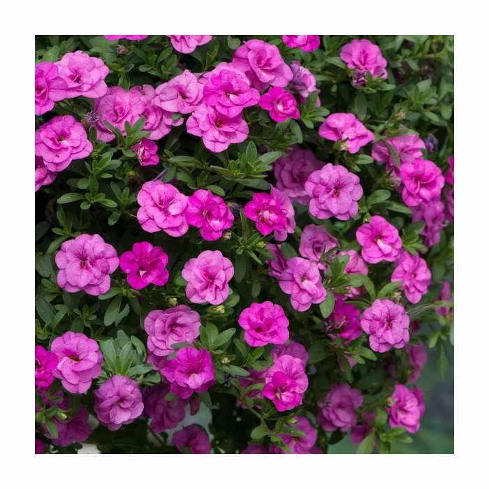 Calibrachoa 'Double PinkMania' | Pack of 5 Plug Plants - Image 2