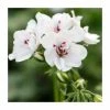 Geranium Ivy 'Precision White' | Pack of 5 Premium Plug Plants