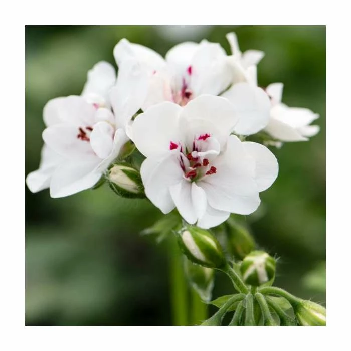 Geranium Ivy 'Precision White' | Pack of 5 Premium Plug Plants