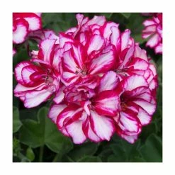 Geranium Ivy 'Precision Burgundy Bicolour' | Pack of 5 Premium Plug Plants