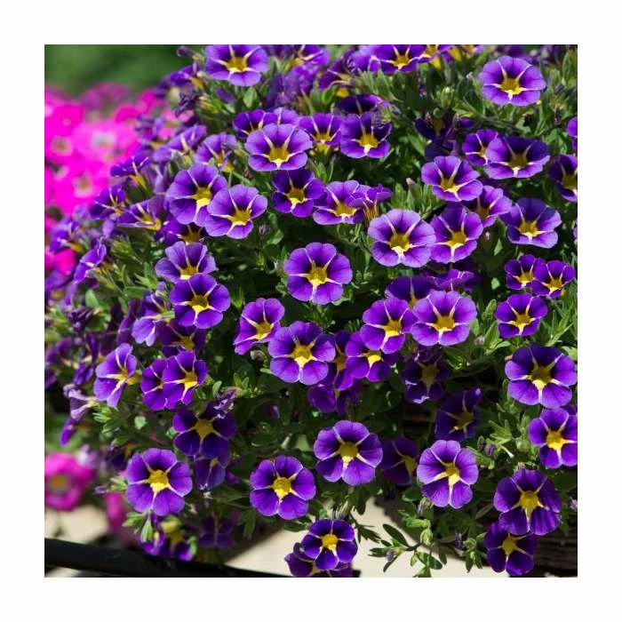 Calibrachoa 'Starlight Blue' | Pack of 5 Plug Plants - Image 3