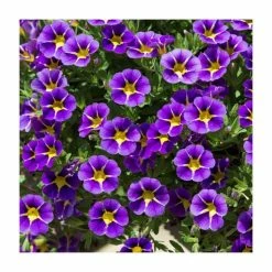 Calibrachoa 'Starlight Blue' | Pack of 5 Plug Plants