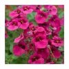 Diascia 'Diamond Fuchsia' | Pack of 5 Plug Plants