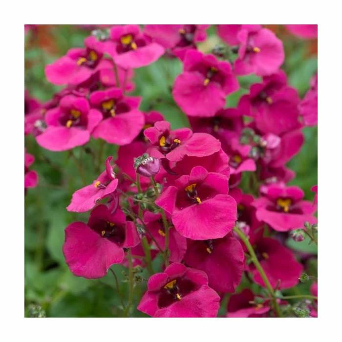 Diascia 'Diamond Fuchsia' | Pack of 5 Plug Plants