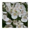 Diascia 'Diamond White Blush' | Pack of 5 Plug Plants