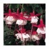 Fuchsia Hardy Bush 'Snowcap' | Bedding | 5 x Large Plugs
