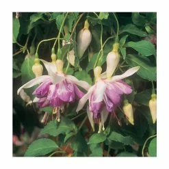 Trailing Fuchsia 'Blue Mirage' | Southern Belle | Pack of 5 Plug Plants