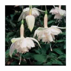 Fuchsia Southern Belles 'Pink Marshmallow' | Bedding | 5 x Large Plugs