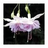 Trailing Fuchsia 'Wendy's Beauty' | Pack of 5 Plug Plants