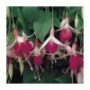 Trailing Fuchsia 'Cascade' | Pack of 5 Plug Plants
