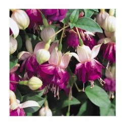 Trailing Fuchsia 'Eva Boerg' | Pack of 5 Plug Plants