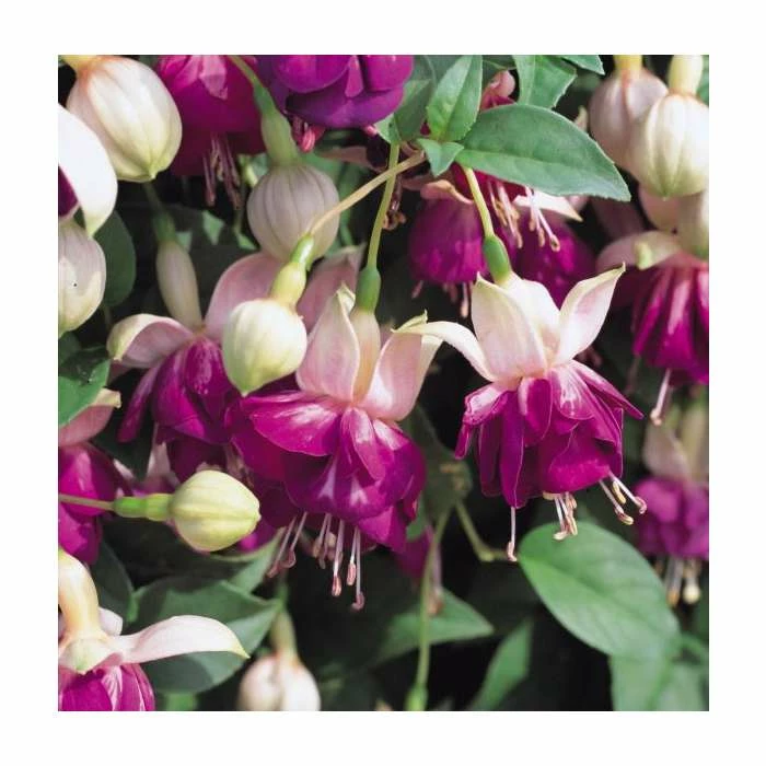 Trailing Fuchsia 'Eva Boerg' | Pack of 5 Plug Plants