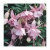 Fuchsia Trailing Type 'Pink Galore' | Bedding | 5 x Large Plugs