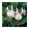 Upright Fuchsia 'Annabel' | Pack of 5 Plug Plants