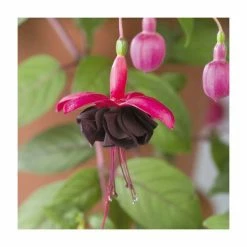Fuchsia Upright Type 'Blackie' | Bedding | 5 x Large Plugs
