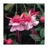 Upright Fuchsia 'Heidi Anne' | Pack of 5 Plug Plants
