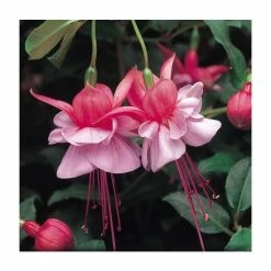 Upright Fuchsia 'Heidi Anne' | Pack of 5 Plug Plants