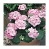 Geranium 'New Century Appleblossom' | Pack of 5 Plug Plants