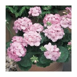 Geranium 'New Century Appleblossom' | Pack of 5 Plug Plants