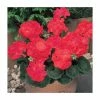 Geranium 'New Century Red' | Pack of 5 Plug Plants