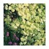 Helichrysum 'Golden' | Pack of 5 Plug Plants