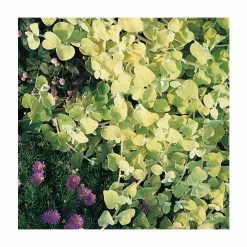 Helichrysum 'Golden' | Pack of 5 Plug Plants