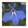 Lobelia Waterfall 'Blue Improved' | Bedding | 5 x Large Plugs