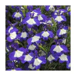 Lobelia Waterfall 'Blue Ice' | Bedding | 5 x Large Plugs