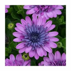 Osteospermum 3D 'Double Pink' | Bedding | 5 x Large Plugs