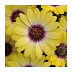 Osteospermum Serenity 'Blue Eyed Beauty' | Bedding | 5 x Large Plugs