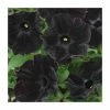 Petunia 'Black Velvet' | Bedding | 5 x Large Plugs