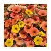 Petunia Cascadia™ 'Indian Summer' | Bedding | 5 x Large Plugs
