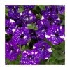 Petunia Sky 'Night Sky®' | Bedding | 5 x Large Plugs