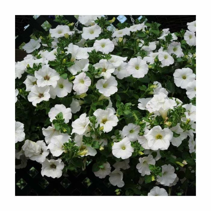 Petunia Surfinia® 'Snow' | Bedding | 5 x Large Plugs - Image 2