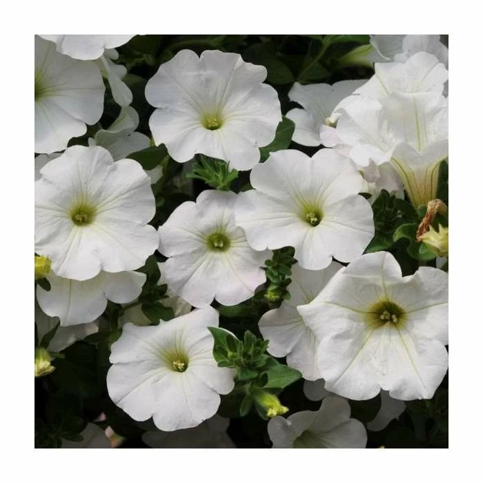 Petunia Surfinia® 'Snow' | Bedding | 5 x Large Plugs