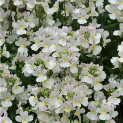 Nemesia Scented 'Wisley Vanilla' | Bedding | 5 x Large Plugs