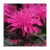 Monarda Balmy 'Rose' | Pack of 5 Plug Plants