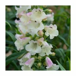 Penstemon Arabesque 'Appleblossom' | Perennial | 5 x Large Plugs