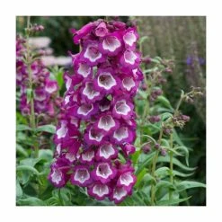 Penstemon Arabesque 'Violet' | Perennial | 5 x Large Plugs
