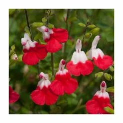 Salvia 'Hot Lips' | Perennial | 5 x Large Plugs