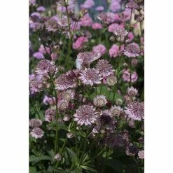Astrantia major 'Button Pink' | Perennials | 5 x Large Plugs